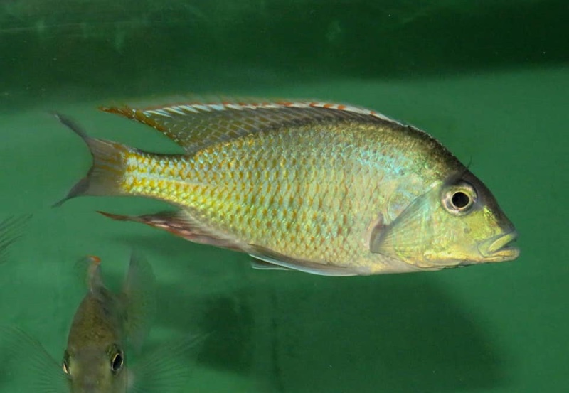 Lethrinops chilingali 'Lake Chilingali'